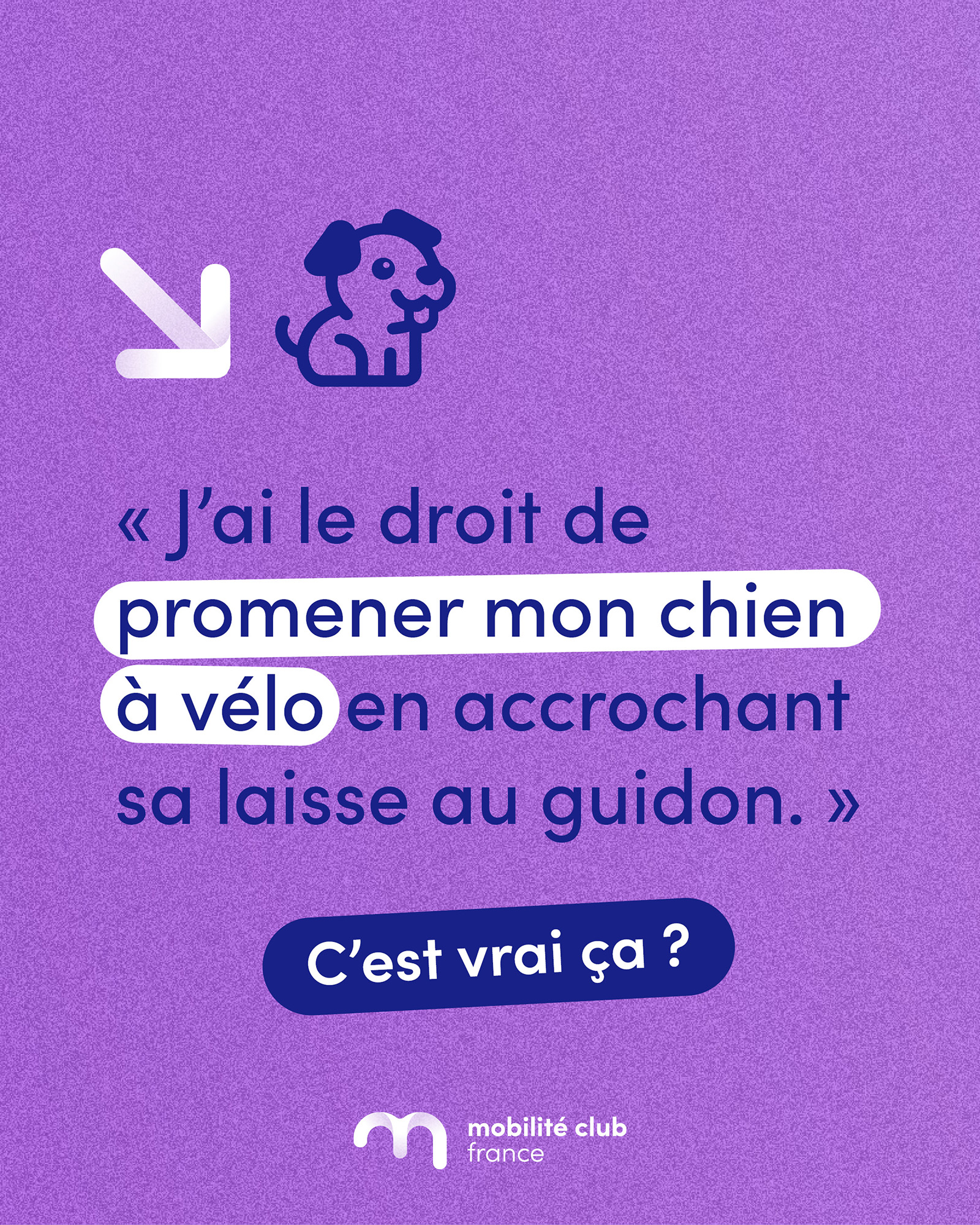 MCF Post LeSaviezVous chien à vélo web